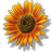 files/Sunflower.gif